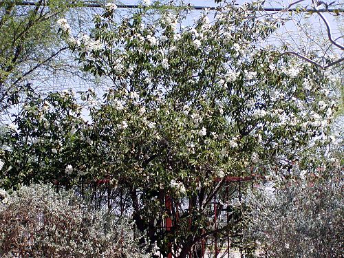 Cordia boissieri